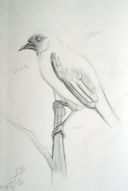 A bird, Iman Shaggag 2012, pencil on paper